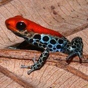Ranitomeya reticulata