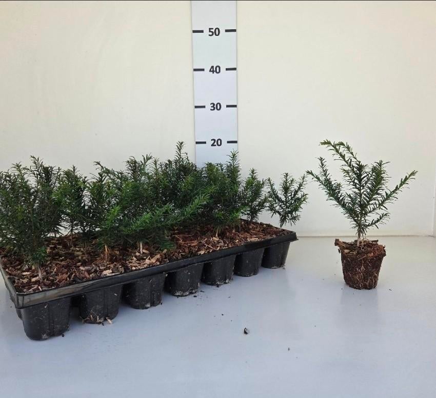 Taxus baccata haagplant | Wintergroen | Verzending!, Overige soorten, Volle zon, Vaste plant, Ophalen of Verzenden