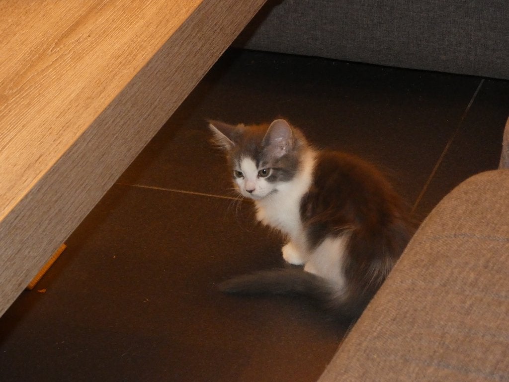 🐾 1 Lieve Maine Coon meisje, Poes, Gechipt, 0 tot 2 jaar