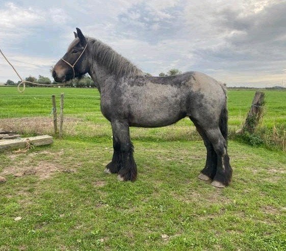 trekpaard merrie 4 jaar volledig beleerd, Dieren en Toebehoren, Merrie, Recreatiepaard, 3 tot 6 jaar