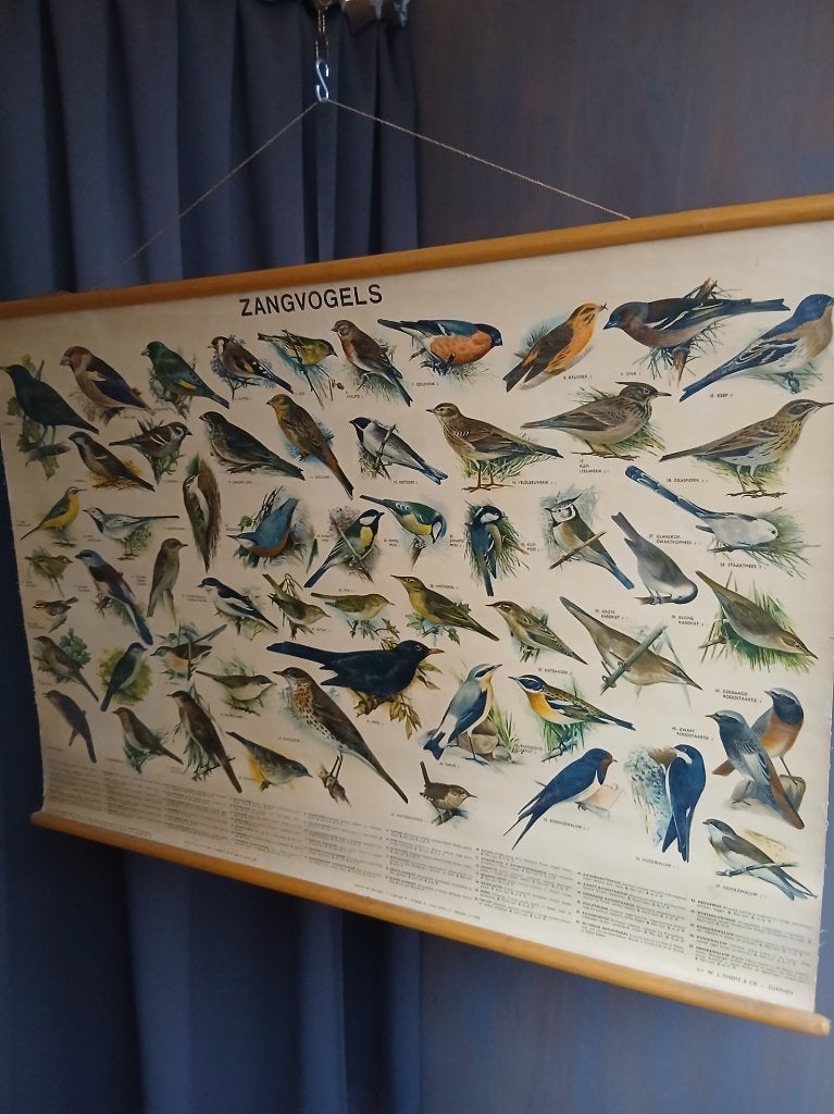Originele schoolplaat, papier op linnen, “zangvogels”., Antiek en Kunst, Ophalen of Verzenden, Natuur en Biologie