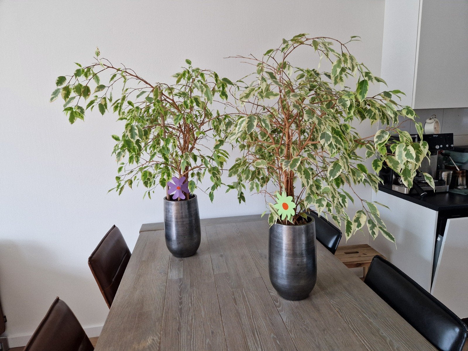 2x Ficus Benjamina 'Starlight' in pot, Huis en Inrichting, Ophalen, Ficus, 100 tot 150 cm, Halfschaduw