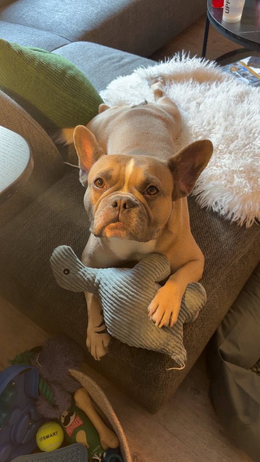 Jay, Franse Bulldog reu van 4 jaar zoekt een liefdevol thuis, Reu, CDV (hondenziekte), Bulldog, Eén hond