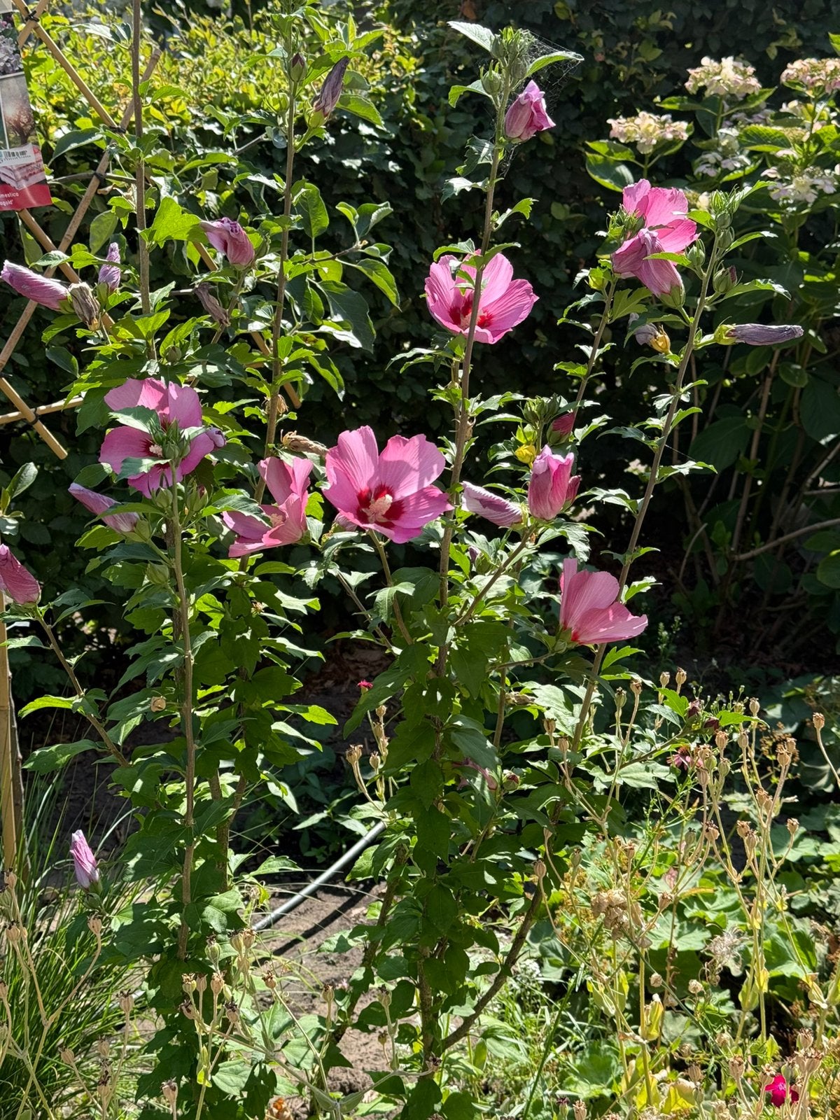 Roze hibiscus,, Vaste plant, Halfschaduw, Zomer, Ophalen