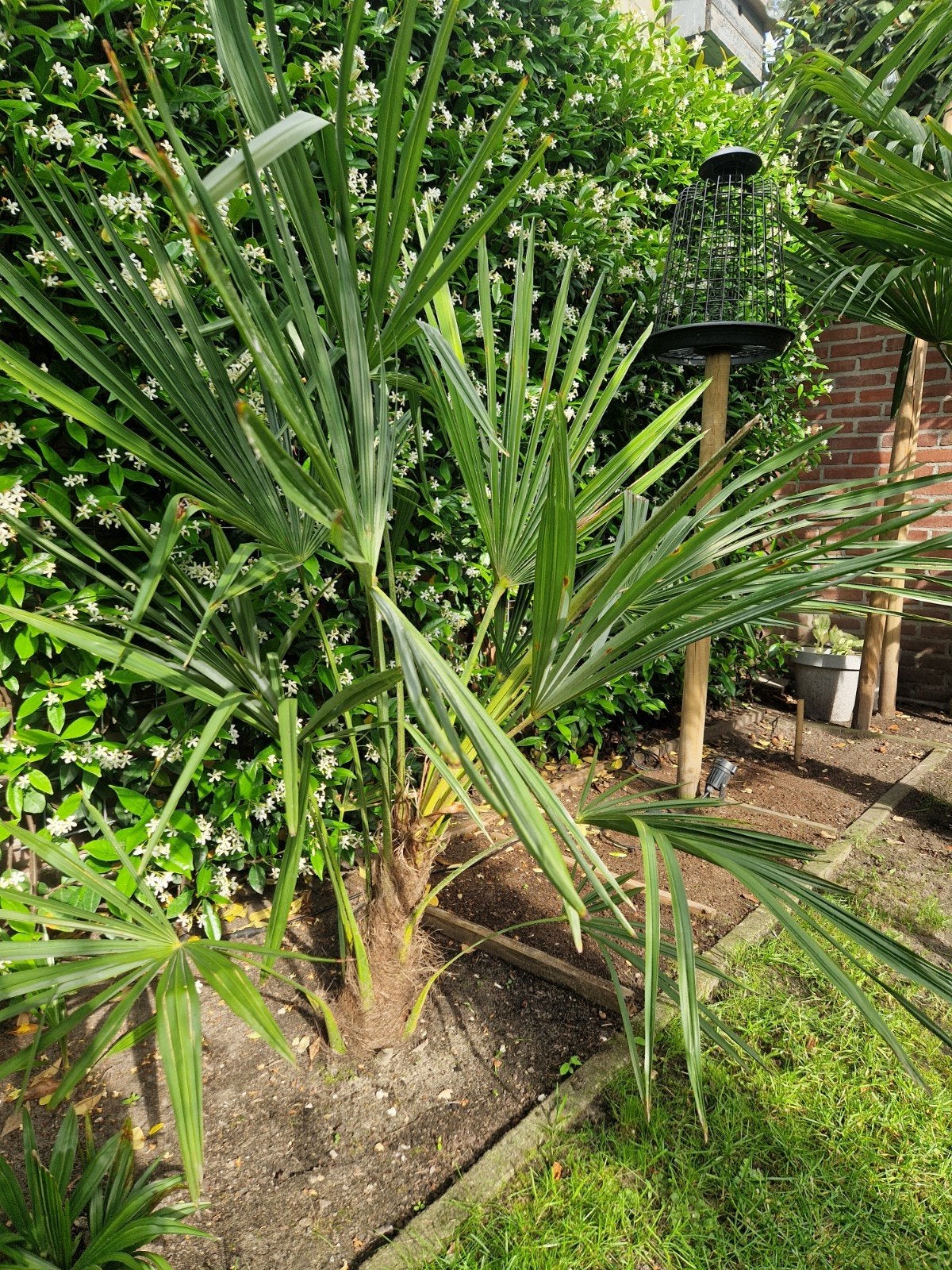 Trachycarpus Fortunei palmboom Winterhard +/_ 1.30 hoog, Ophalen of Verzenden, Overige soorten, Volle zon