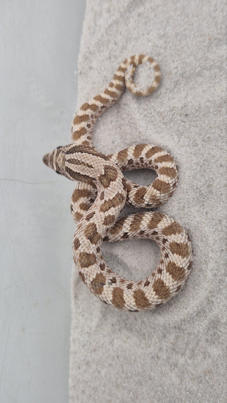 Haakneusslang Hognose Snake photo 2
