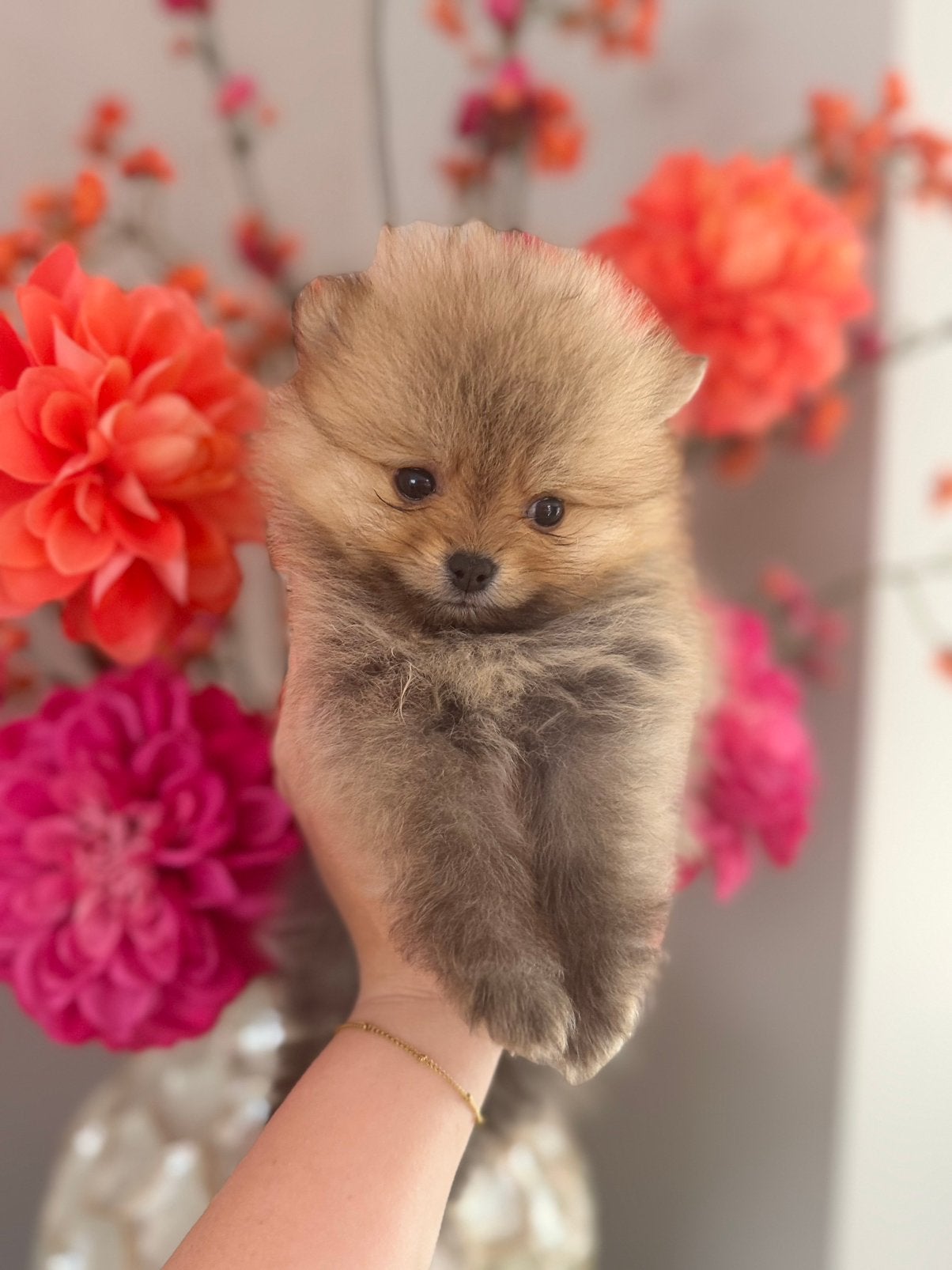 Prachtig nestje Pomeranians pups, Overige rassen, 8 tot 15 weken, Parvo, Meerdere
