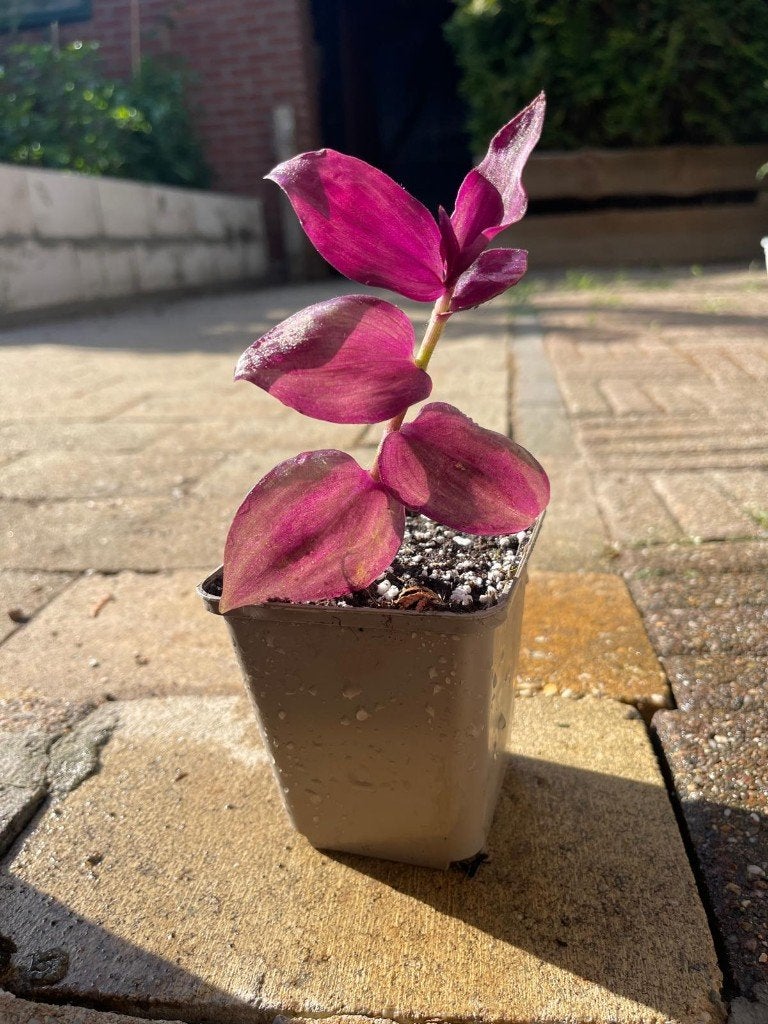 Tradescantia zebrina – Goed gewortelde stek in P9-pot, Huis en Inrichting, Kamerplanten, Ophalen, Vetplant, Halfschaduw, In pot