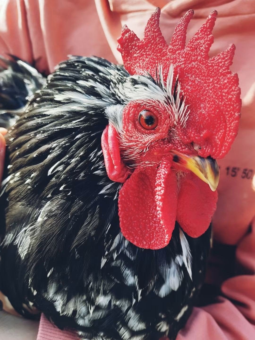 Broedeieren cochin kriel raszuiver, Dieren en Toebehoren, Pluimvee, Geslacht onbekend, Kip