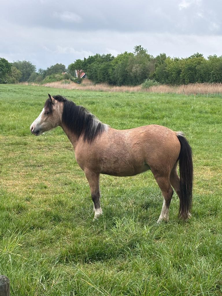Valk welsh pony, Dieren en Toebehoren, Pony's, Ruin, Zadelmak, A pony (tot 1.17m), Dressuurpony, 3 tot 6 jaar, Met stamboom, Gechipt