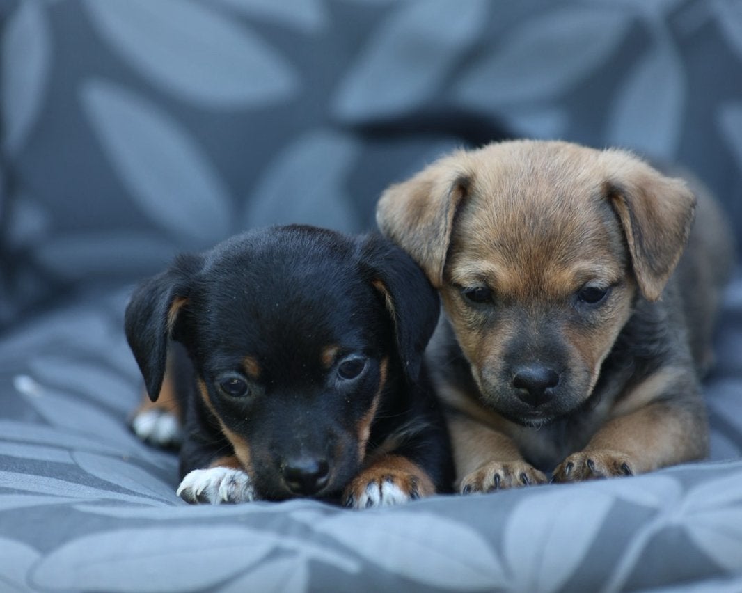 Unieke Jack Russell pups, Dieren en Toebehoren, Jack Russell Terriër, 8 tot 15 weken, Parvo, Meerdere dieren