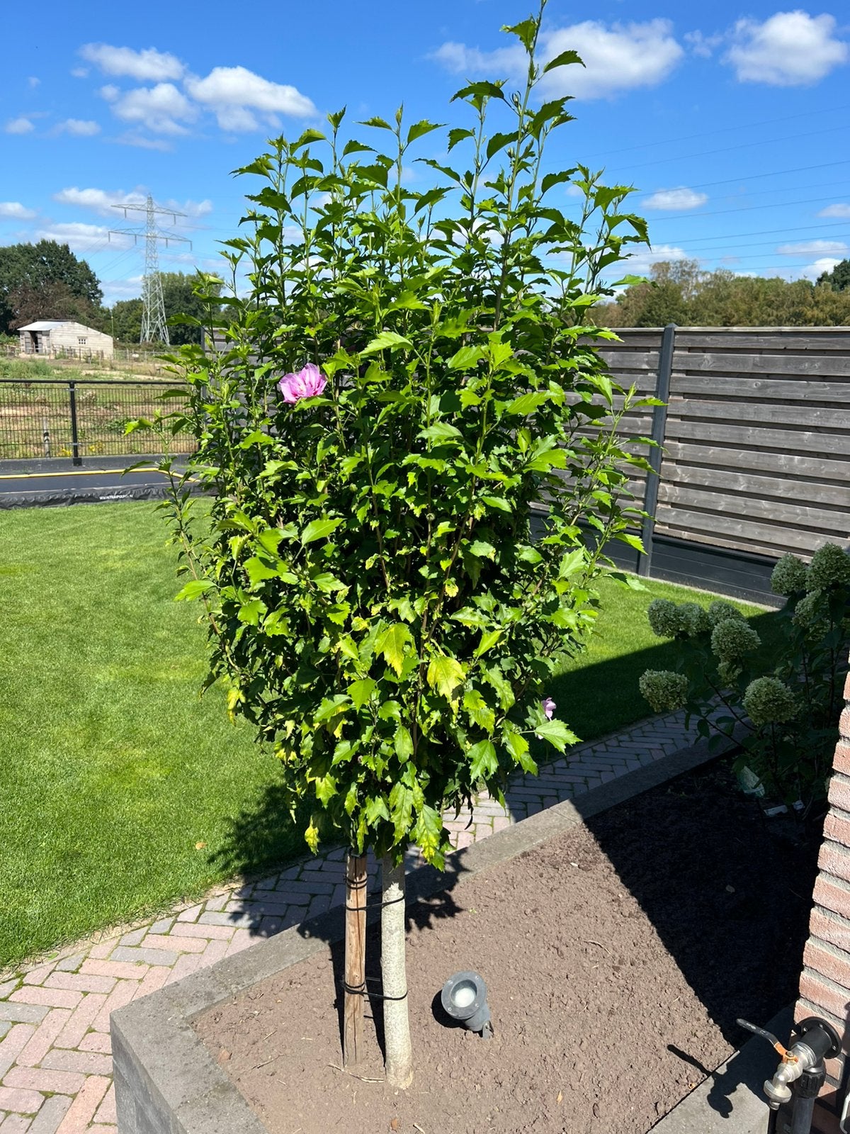 Teab: hibiscus op stam., Overige soorten, 100 tot 250 cm, Zomer, Ophalen