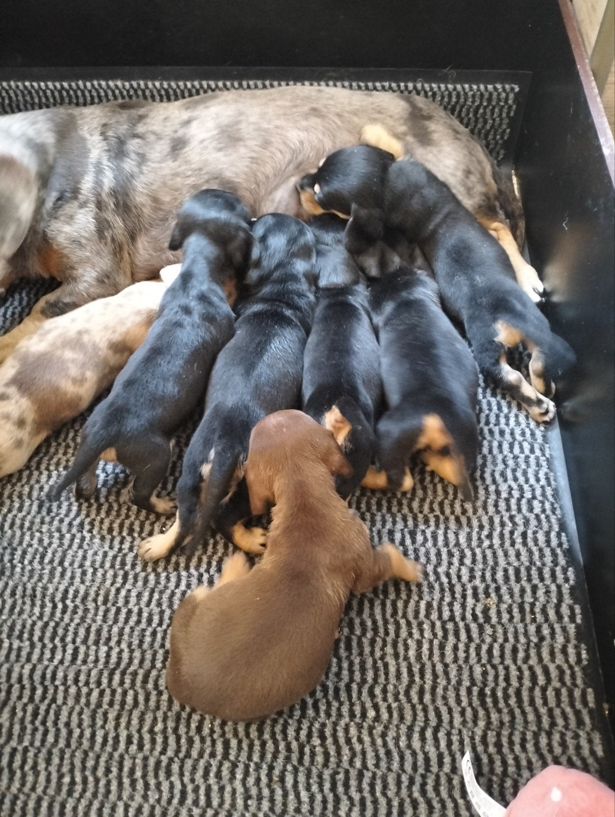 Te koop kortharige dwegteckel pups., Korthaar, Dwerg, Meerdere, Meerdere dieren