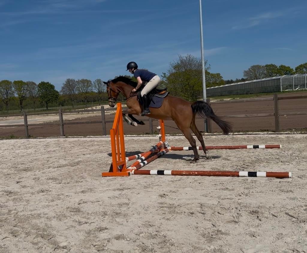 Talentvolle 4-jarige E-pony, Dieren en Toebehoren, E pony (1.48m - 1.57m), Met stamboom, Ruin, Springpony