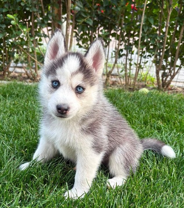 Nog 2 F2 pomsky puppies met blauwe ogen 🩷🩷🩷, Parvo, 8 tot 15 weken, Meerdere, Meerdere dieren