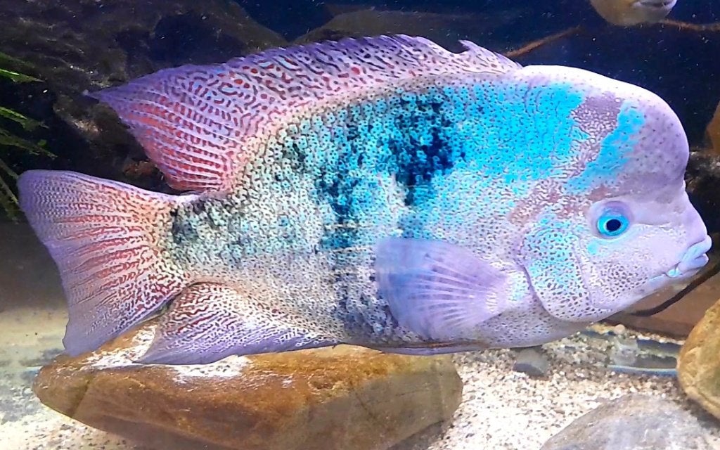 Vieja Regani cichliden, Dieren en Toebehoren, Vissen | Aquariumvissen, Vis, Zoetwatervis