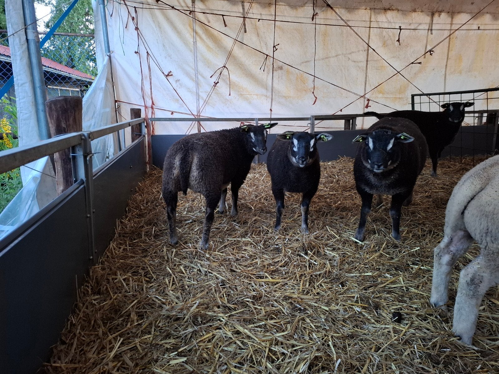 3 dassenkop ooilammeren, Dieren en Toebehoren, Vrouwelijk, Schaap