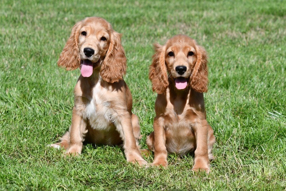 Engelse Cocker Spaniël pups te koop, 15 weken tot 1 jaar, Buitenland, Meerdere, Meerdere dieren