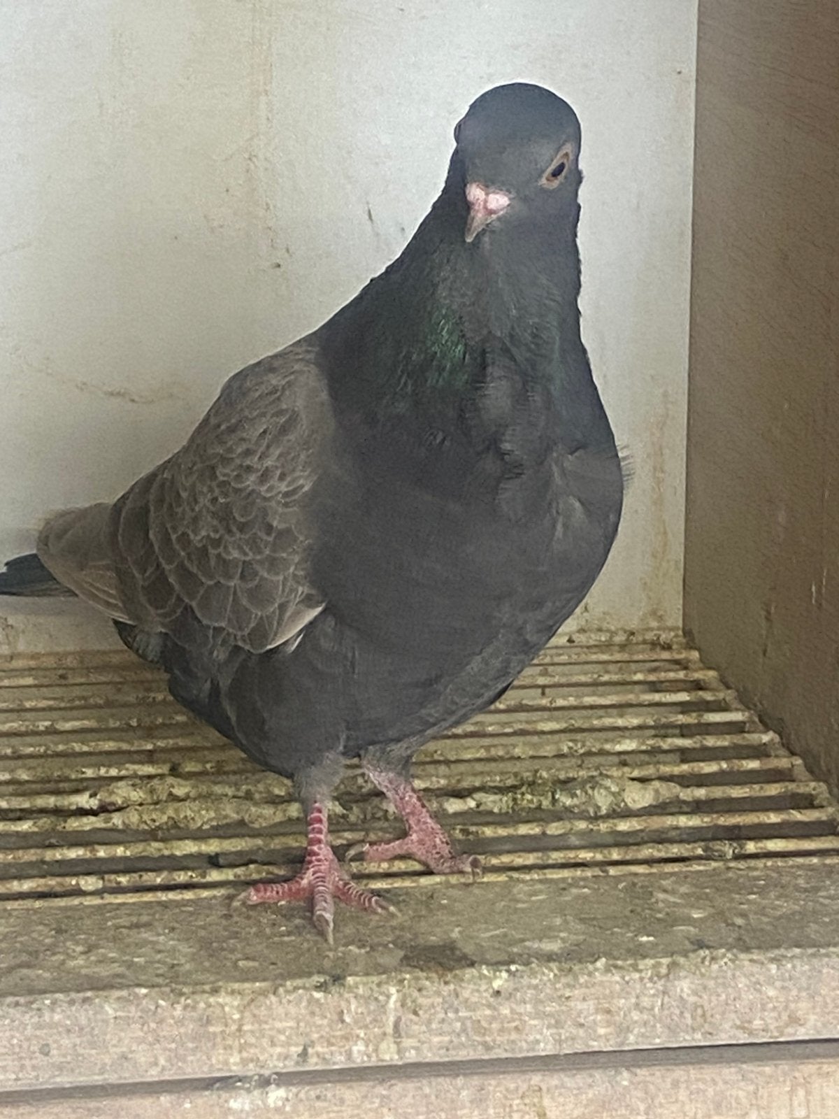 Figuritas ( sierduif ), Dieren en Toebehoren, Vogels | Duiven, Postduif, Meerdere dieren