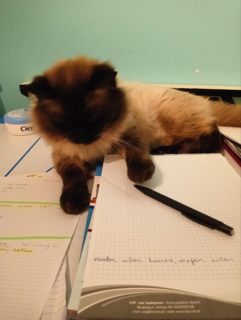 Kittens ragdoll, Meerdere dieren, Gechipt, 0 tot 2 jaar