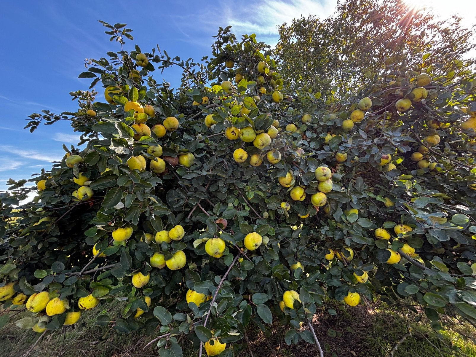 Kwee appels onbespoten ( zelf plukken), Ophalen, Minder dan 100 cm, Overige soorten, Zomer