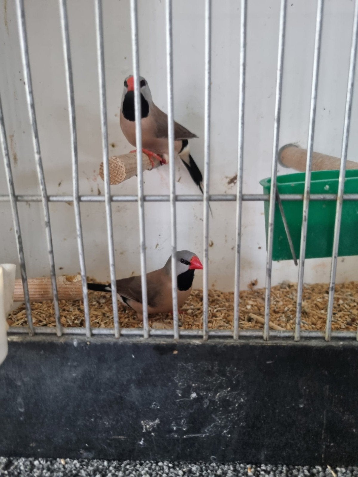 Gevraagd Spitsstaart amadines, Dieren en Toebehoren, Vogels | Overige Vogels, Meerdere dieren, Tropenvogel