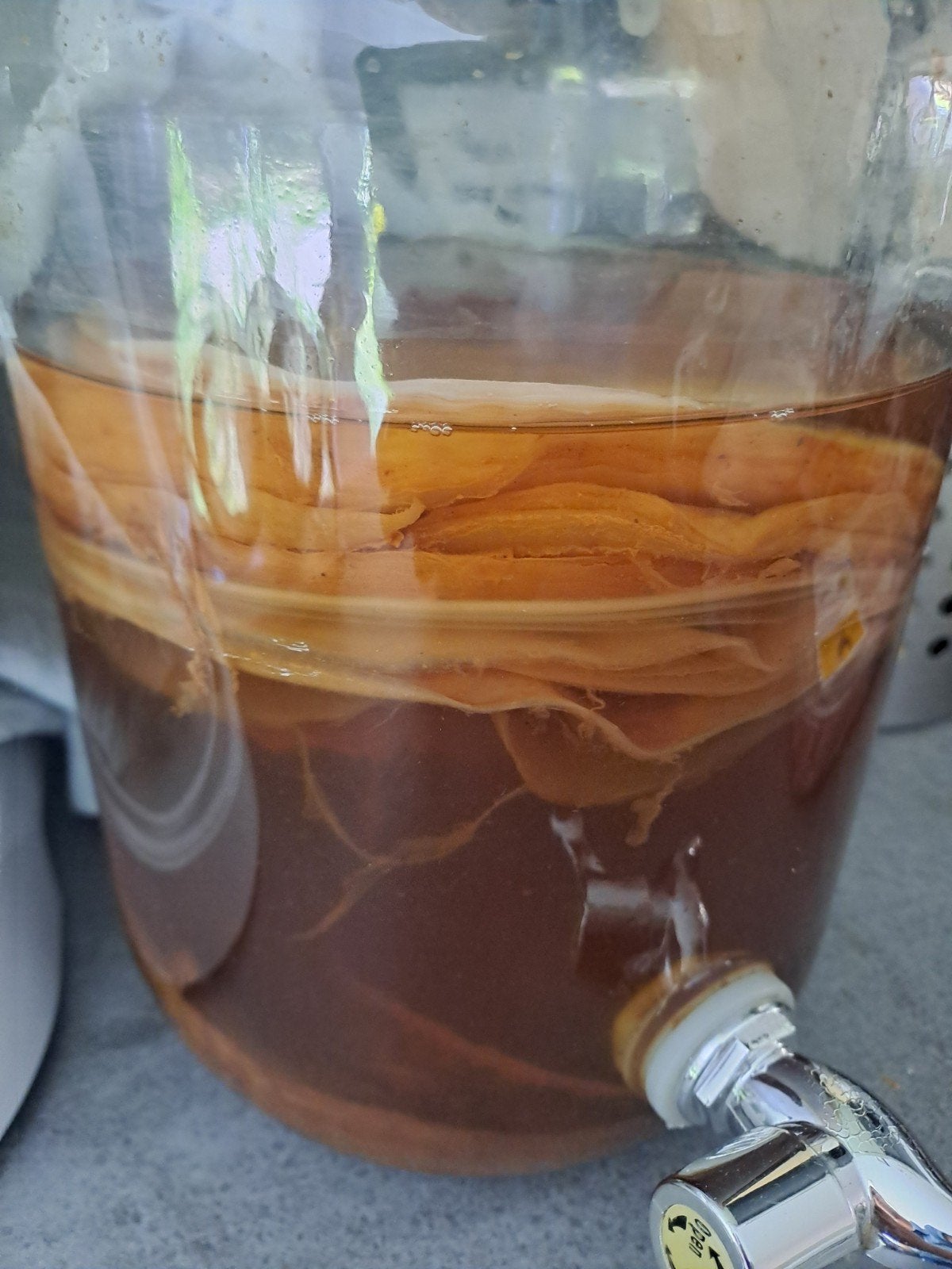 SCOBY voor Kombucha, Ophalen