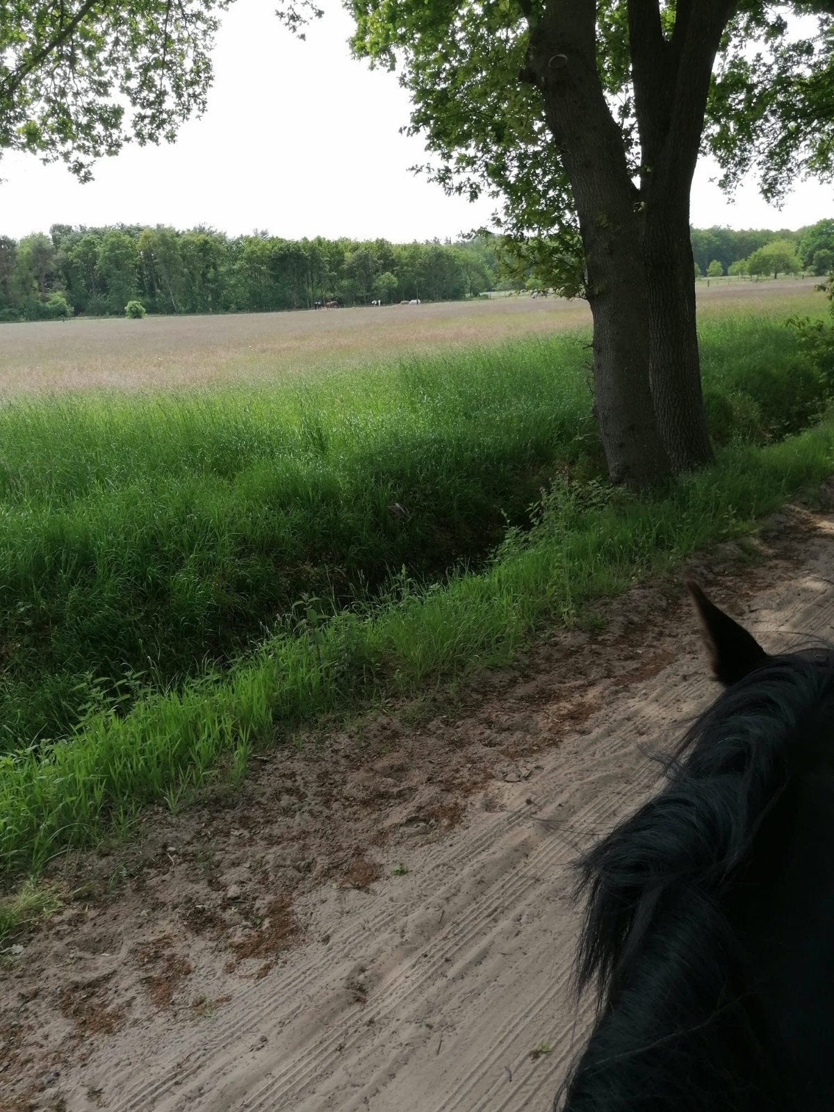 Stalling voor een paard of pony bij dhz stal Noordlaarderbos, Stalling, 1 paard of pony