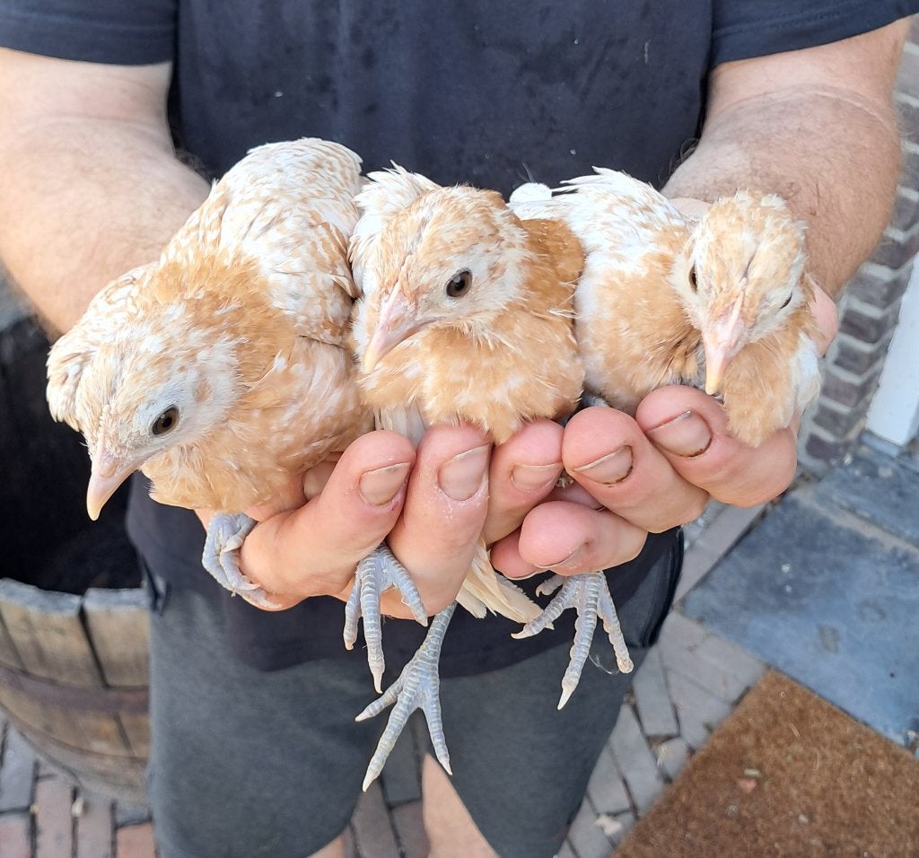 Friese hoen hennen, Dieren en Toebehoren, Vrouwelijk, Kip