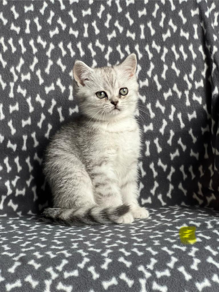 Nog vier super lieve britse korthaar kittens beschikbaar!, Dieren en Toebehoren, Katten en Kittens | Raskatten | Korthaar, Poes
