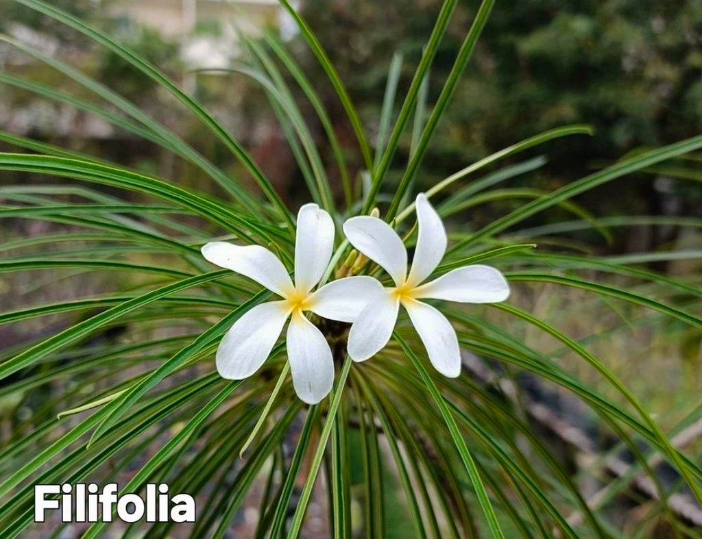 Zeldzame geënte/gewortelde Plumeria frangipani  soorten, Ophalen of Verzenden, Overige soorten, Volle zon