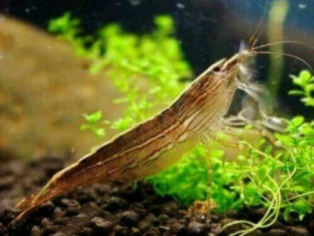 Atyopsis moluccensis garnaal - Koidream Valburg, Dieren en Toebehoren, Kreeft, Krab of Garnaal, Zoetwatervis