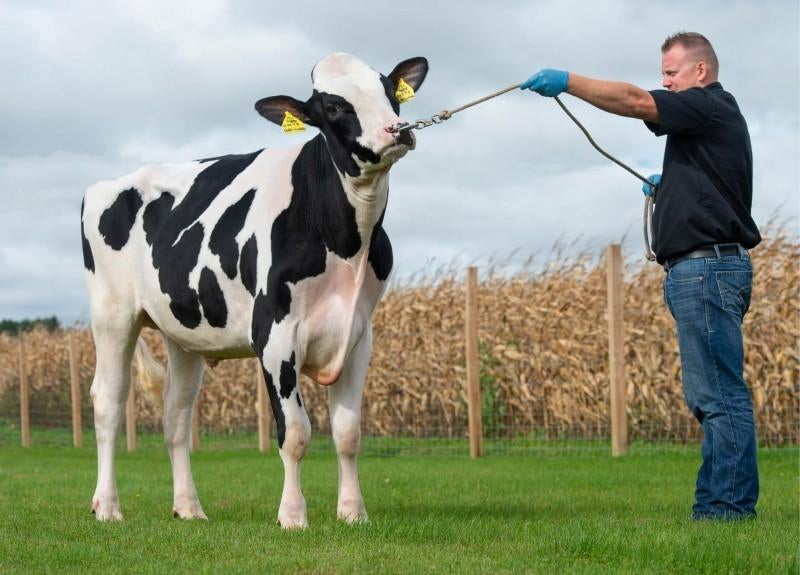 Delta lambda sperma, Dieren en Toebehoren, Runderen, Vrouwelijk