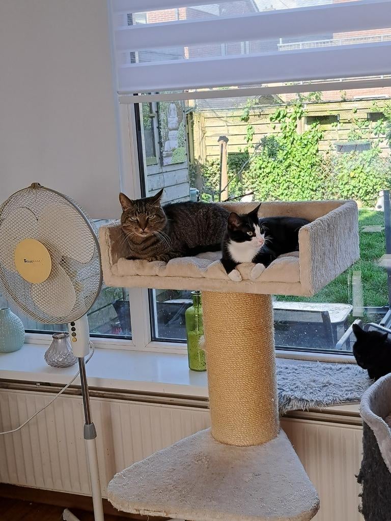 Vakantie opvang voor katten, Diensten en Vakmensen, Dieren | Katten | Verzorging, Oppas en Les