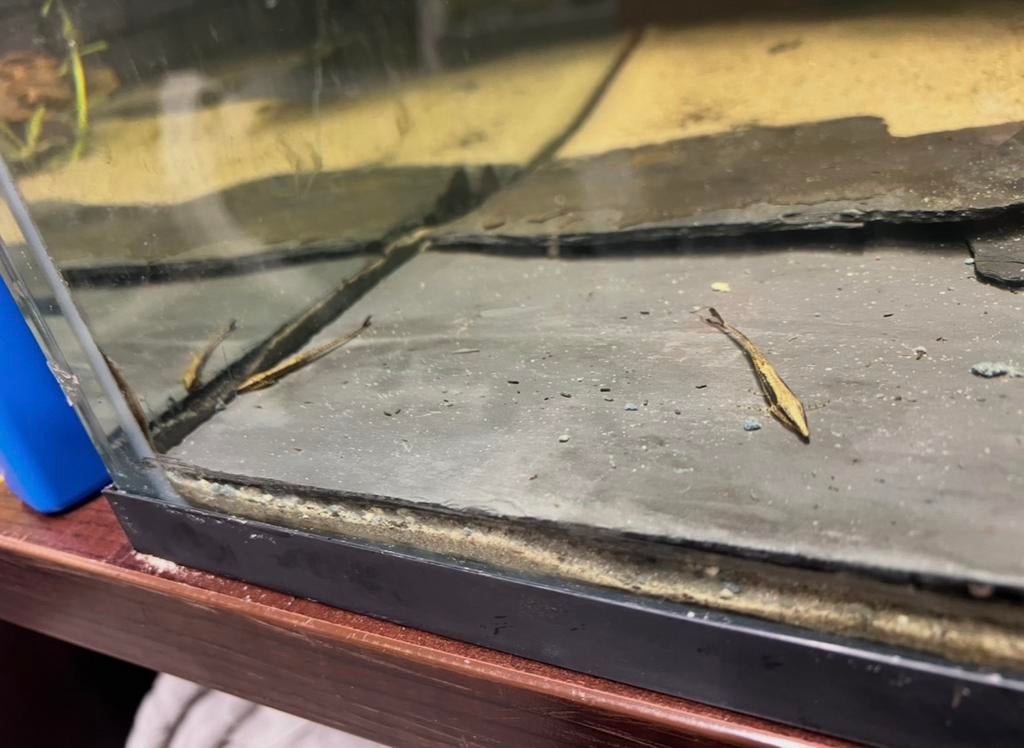 Naald algeneters pleco l nummer heb er 2, Dieren en Toebehoren, Reptielen en Amfibieën | Toebehoren, Ophalen of Verzenden, Zo goed als nieuw