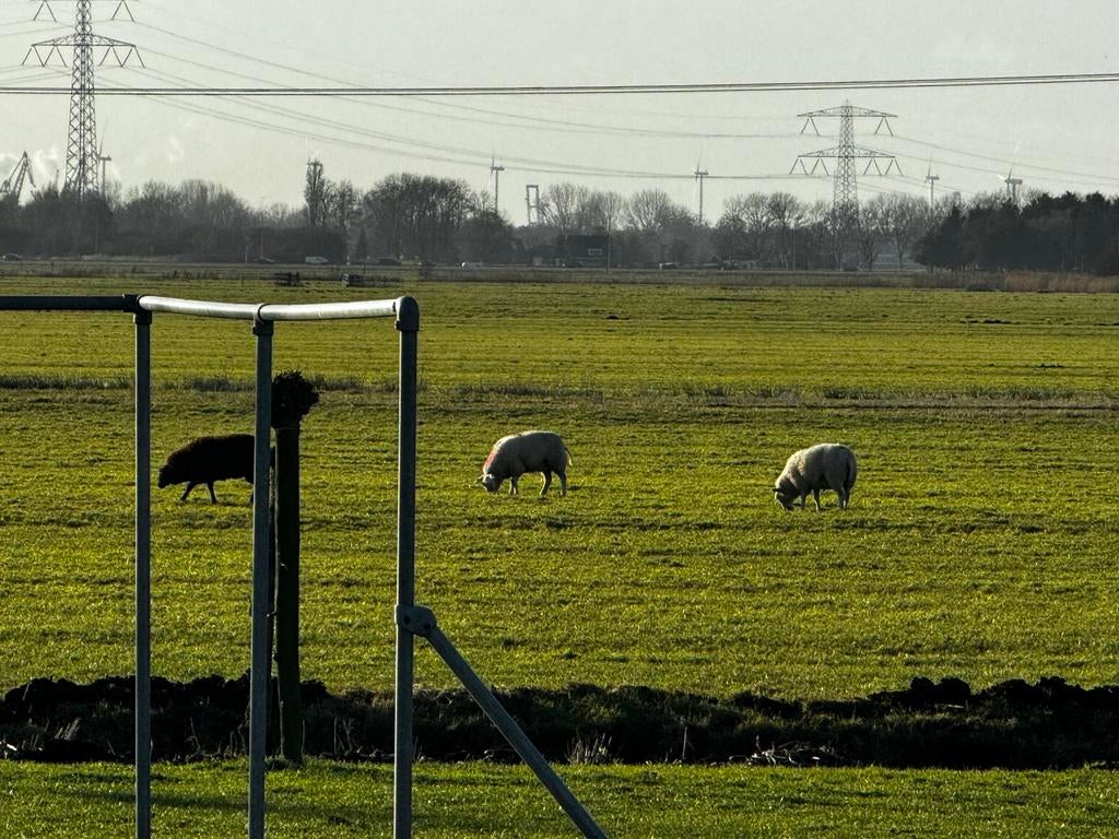 Zwoeger vrije drachtige ooien, Vrouwelijk, Schaap