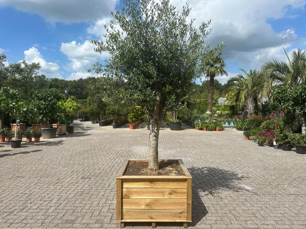 Olijfboom compleet in houten bloembak/boombak te koop!!!, Tuin en Terras, Planten | Bomen, Ophalen of Verzenden, Olijfboom, 250 tot 400 cm