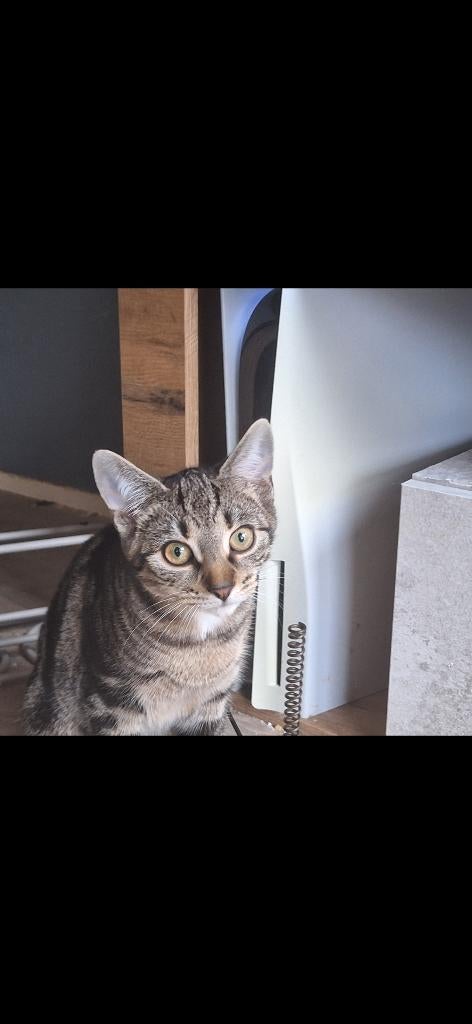 Angora kat  geboren op 14 juli 2025 weg=weg! Prijs verlaagd, Kater, Ontwormd, 0 tot 2 jaar