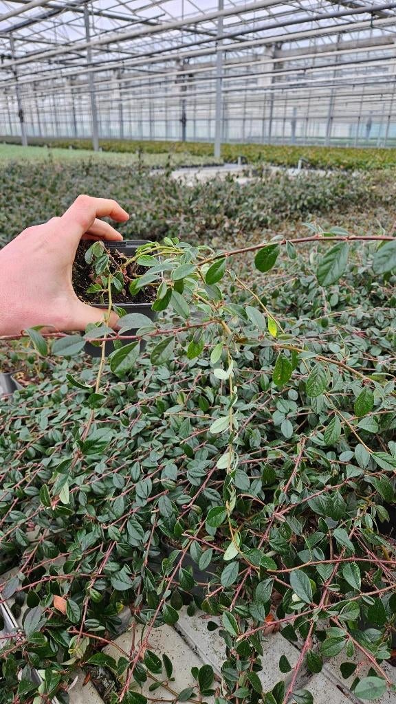 Cotoneaster dammeri Miranda - Dwergmispel, Tuin en Terras, Planten | Tuinplanten, Bodembedekkers, Volle zon, Vaste plant, Ophalen of Verzenden