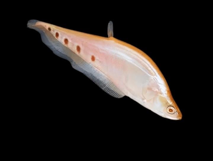 Notopterus Chitala Ornata, Dieren en Toebehoren, Vissen | Aquariumvissen, Vis