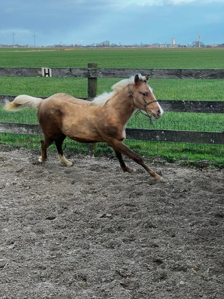 Quarter horse, Dieren en Toebehoren, Paarden, Hengst, Minder dan 160 cm, 0 tot 2 jaar