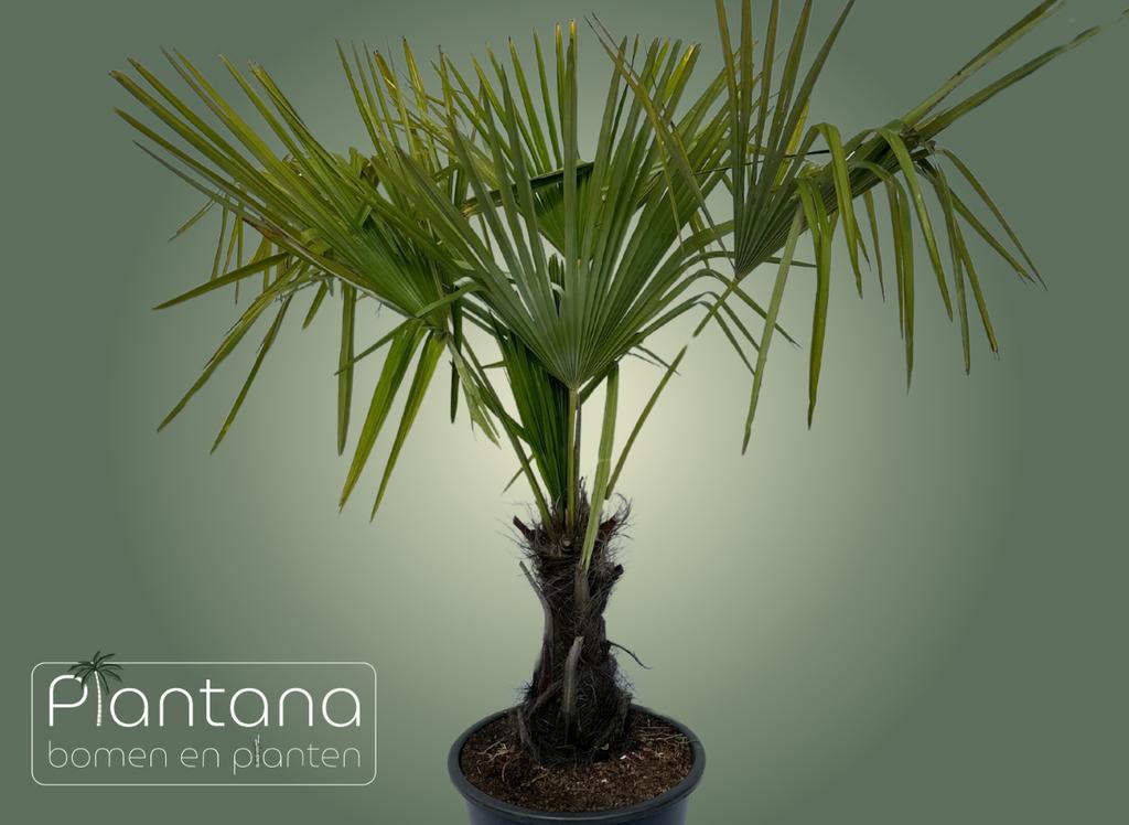 Trachycarpus fortunei (Chinese waaierpalm), 100 tot 250 cm, Zomer, Palmboom, Ophalen