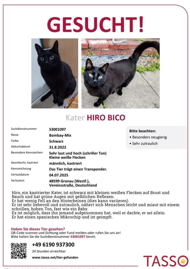 Vermist! Zwarte kater "Hiro" sinds vrijdag 4 juli verdwenen