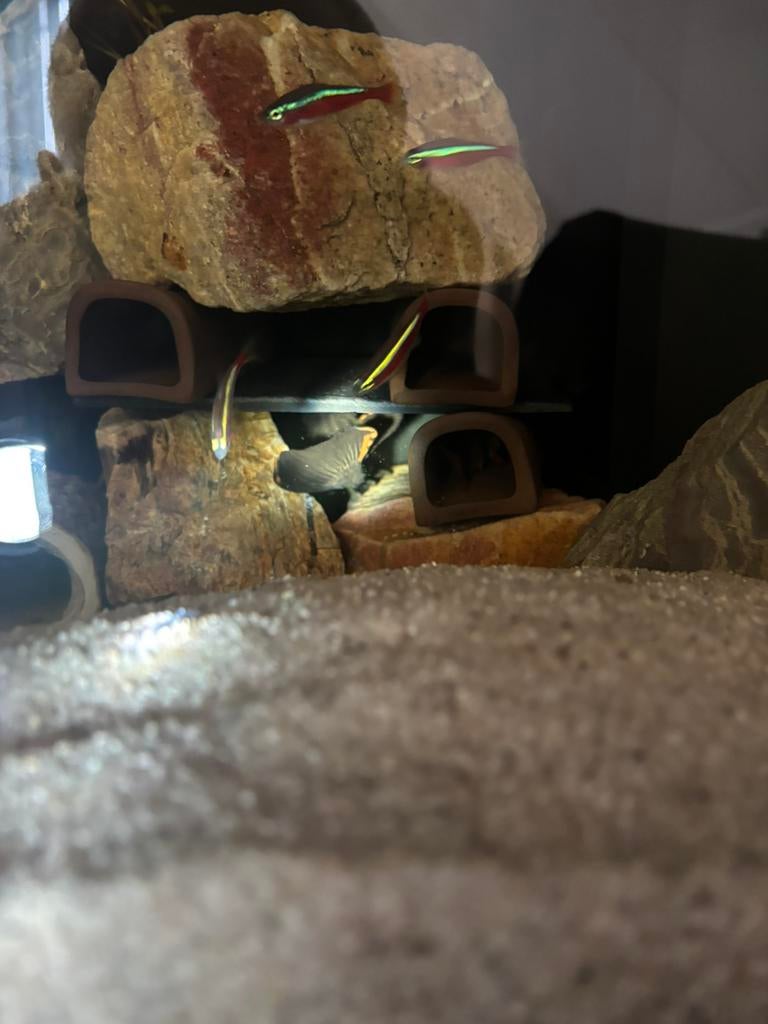 Aquariumvissen + L091 en L201, Dieren en Toebehoren, Vis