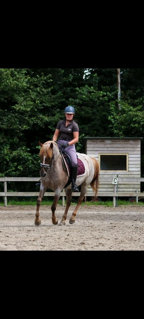 Paardrijles in regio Putten -  Met plezier &  aandacht!✨️🐴, Paardrijles of Ponykampen