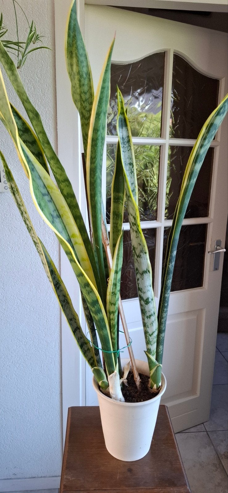 Grote Sansevieria (Vrouwentong) in pot, Ophalen, In pot, Halfschaduw, Minder dan 100 cm