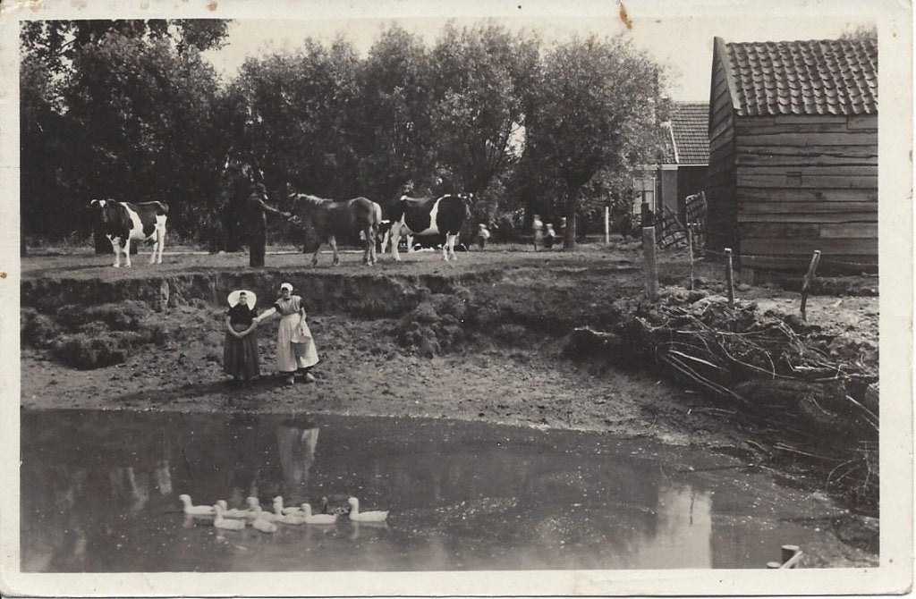 Zeeland, Op de Boerderij, Koeien, Klederdracht, gelopen 1948, Ophalen of Verzenden, 1940 tot 1960, Gelopen, Zeeland