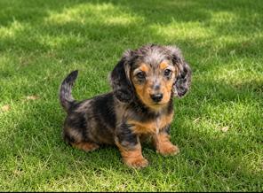 Langhaar dwergteckel x kaninchen teckel pups, Dieren en Toebehoren, Parvo, 8 tot 15 weken, Dwerg, Langhaar