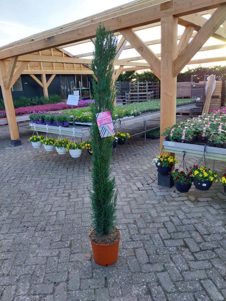 Cypressen Cupressus 180 cm hoog - Groene Zuilboom, Bloeit niet, 100 tot 250 cm, Zuilboom, Ophalen
