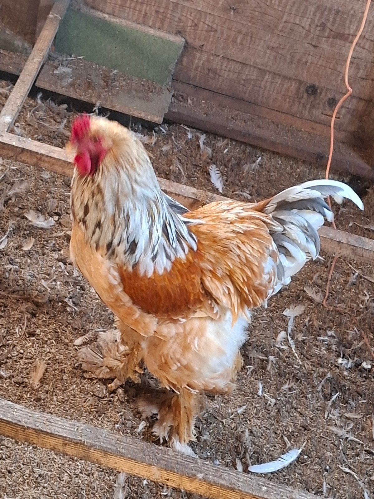 brahma groot lemon Pyle, Dieren en Toebehoren, Geslacht onbekend, Kip